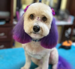 Purple Hair Dog